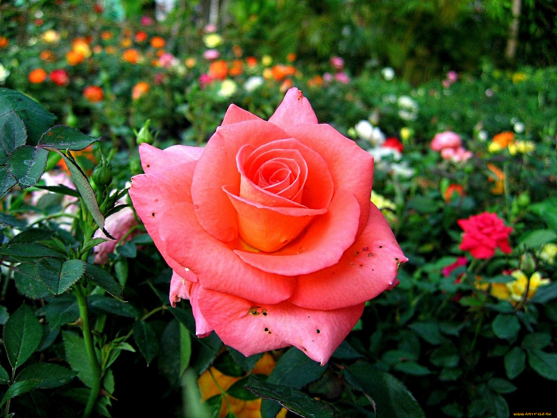 цветы, розы, сад, клумба