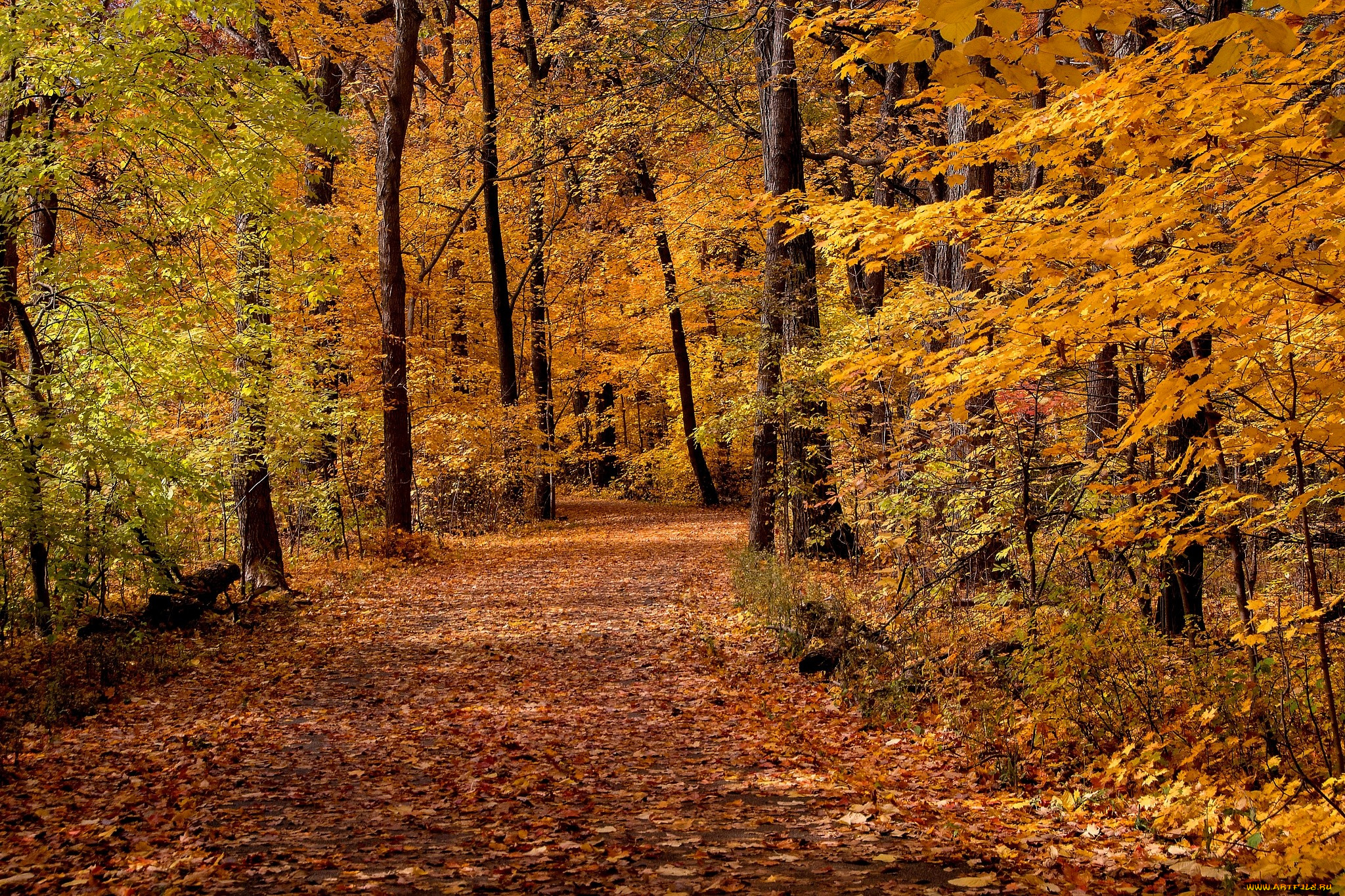 природа, дороги, лес, деревья, листья, дорожка, осень