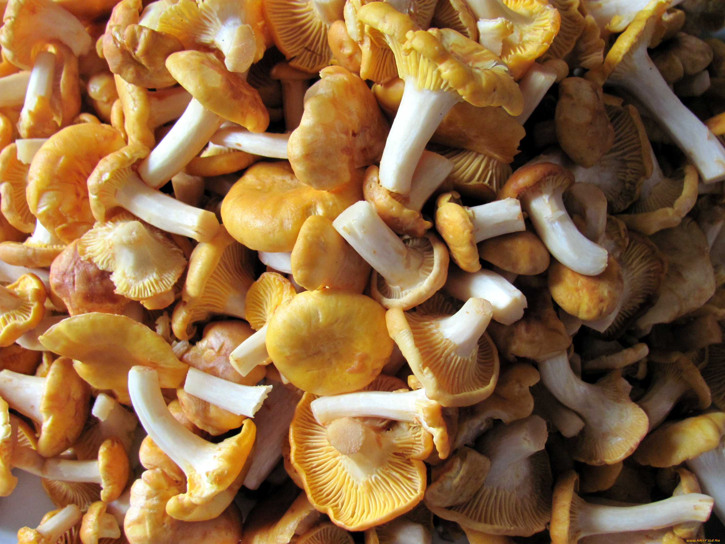 еда, грибы, , грибные, блюда, лисички