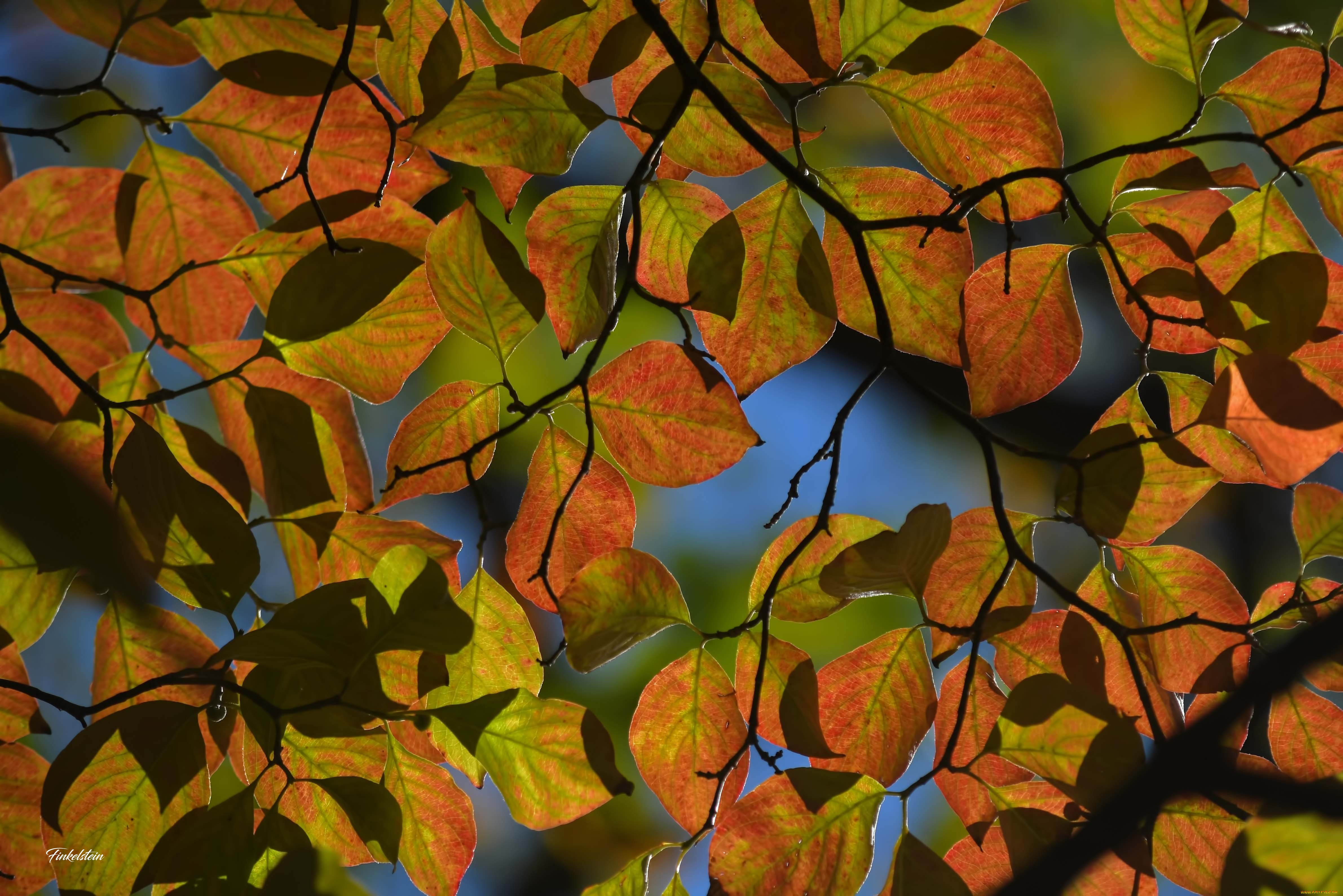 природа, листья, осень