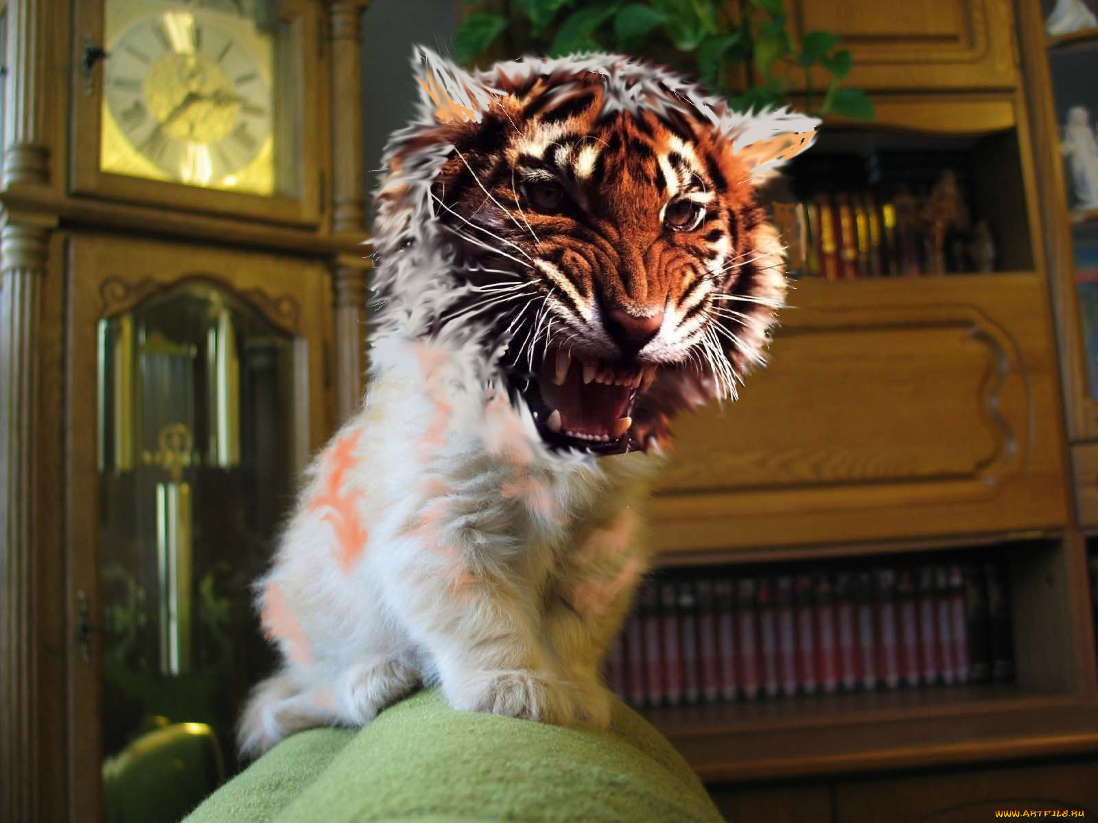 кыска, юмор, приколы