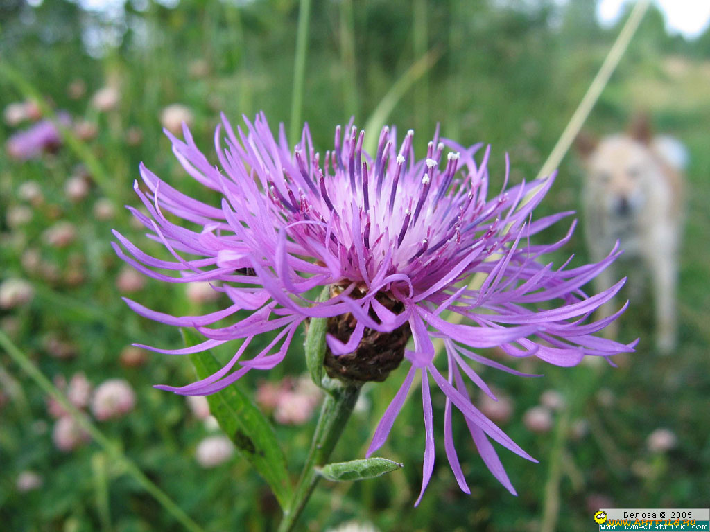 цветы, васильки