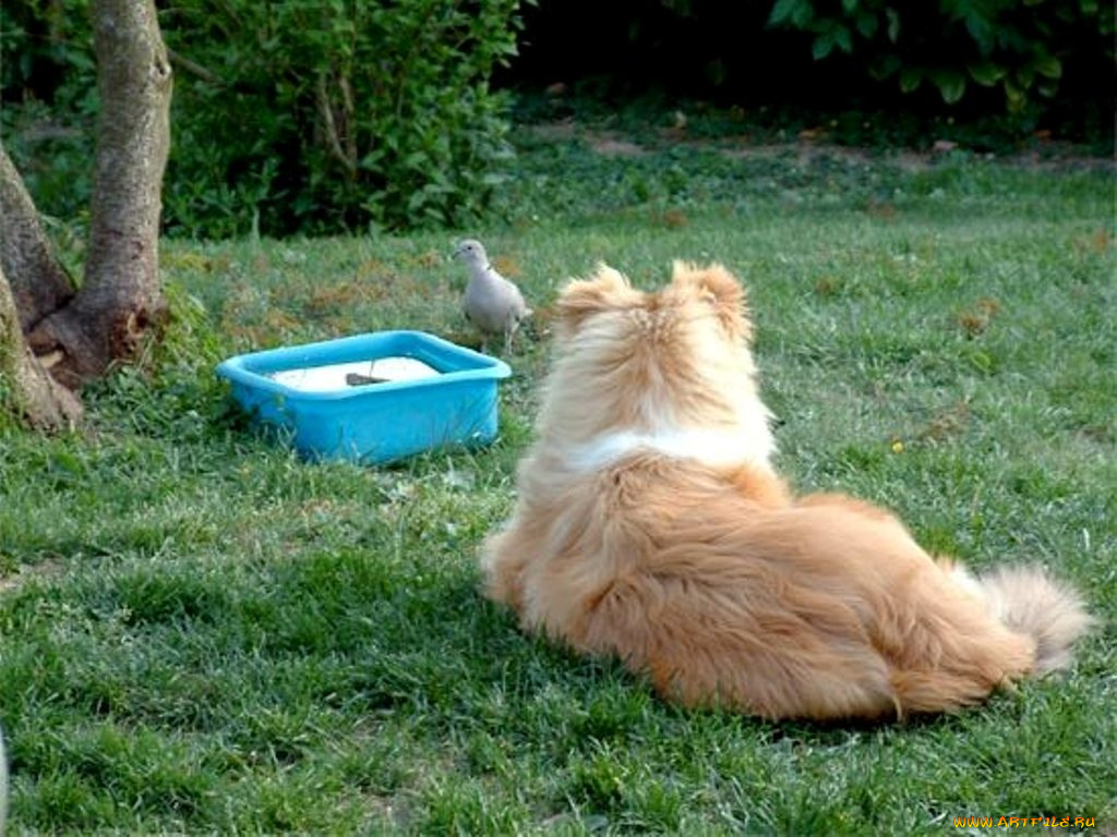 животные, собаки