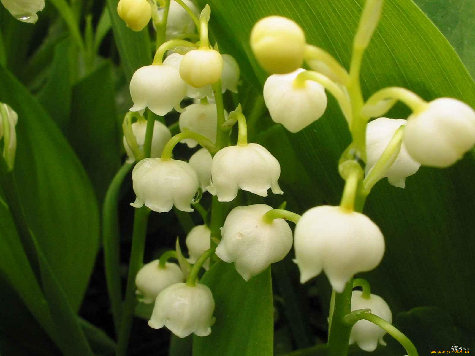 цветы, ландыши