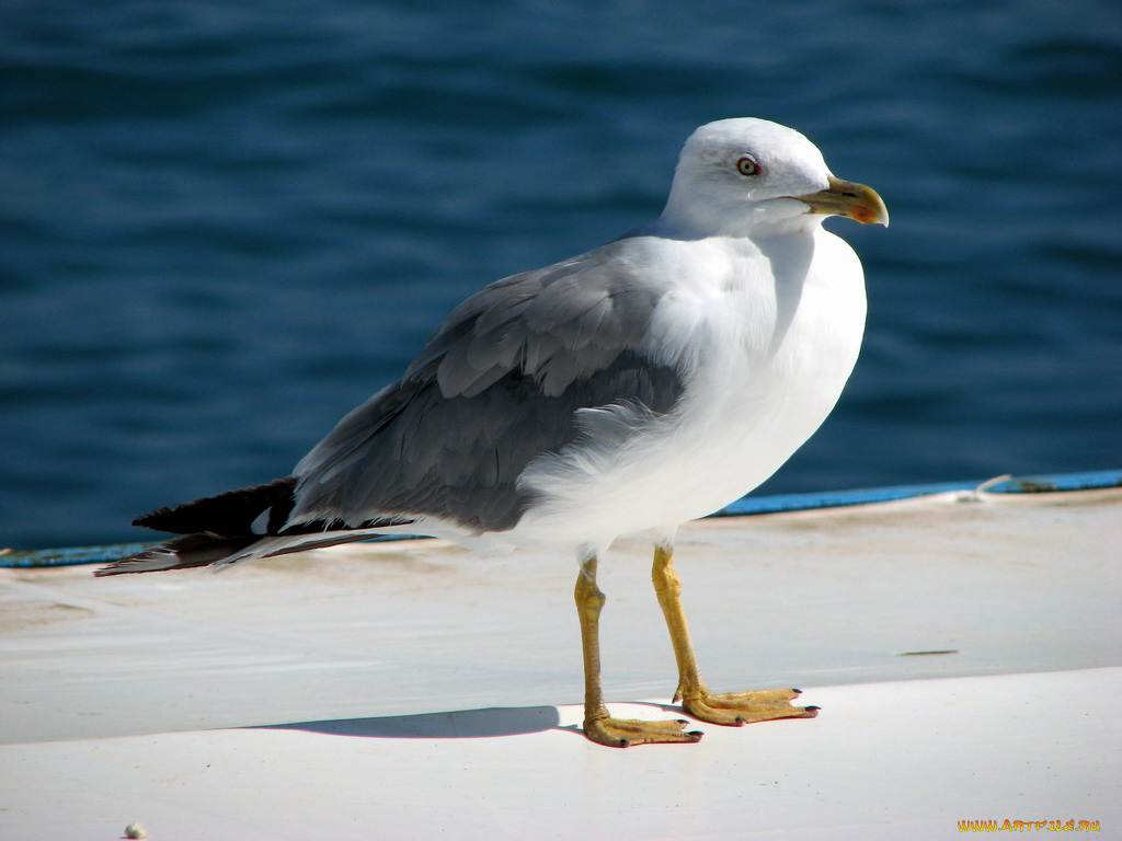 баклан, животные, Чайки, бакланы, крачки