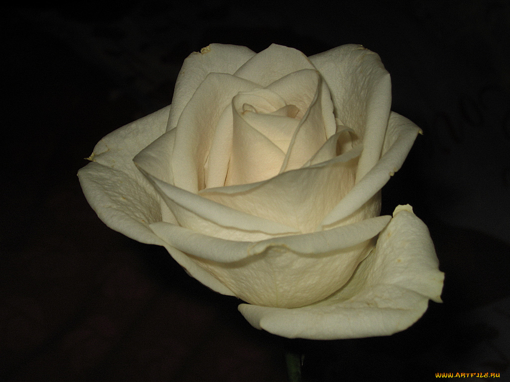 цветы, розы