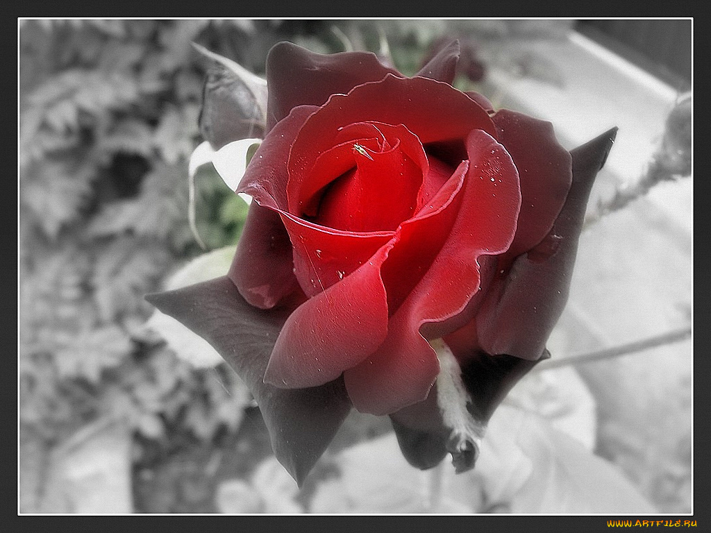 цветы, розы