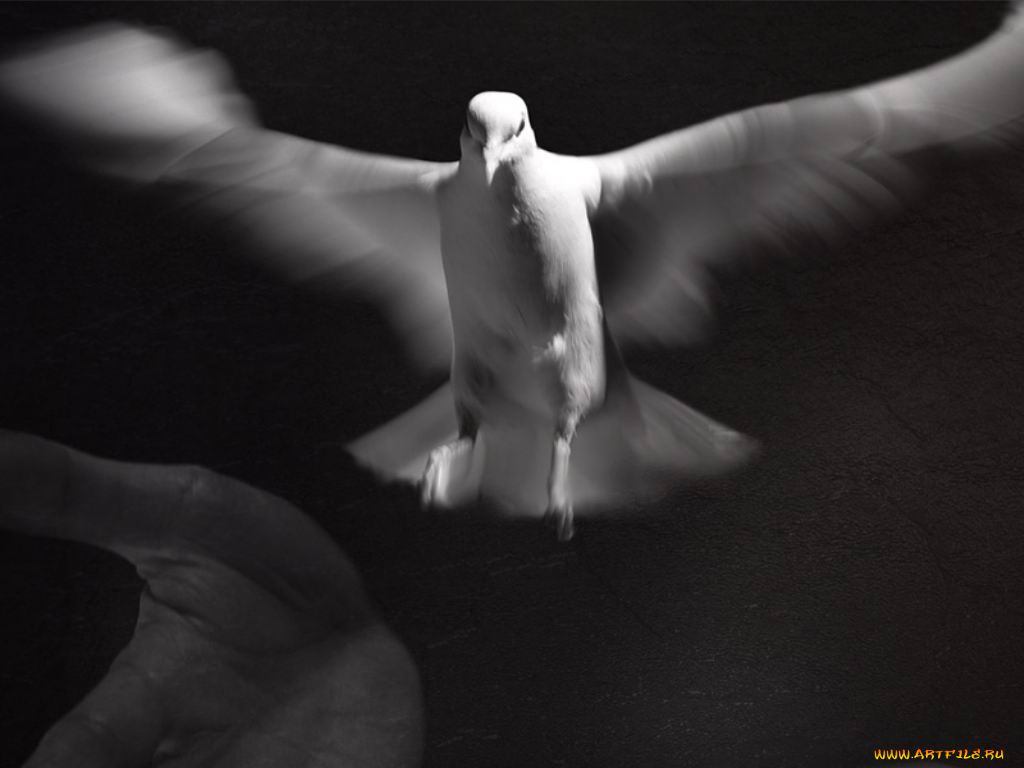 животные, голуби