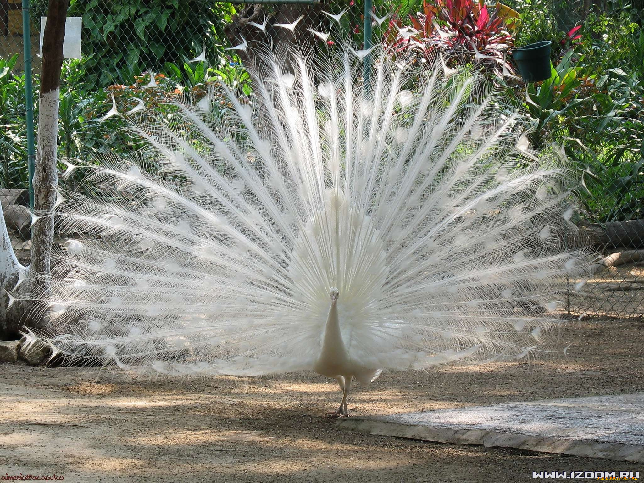 павлин, альбинос, животные, павлины