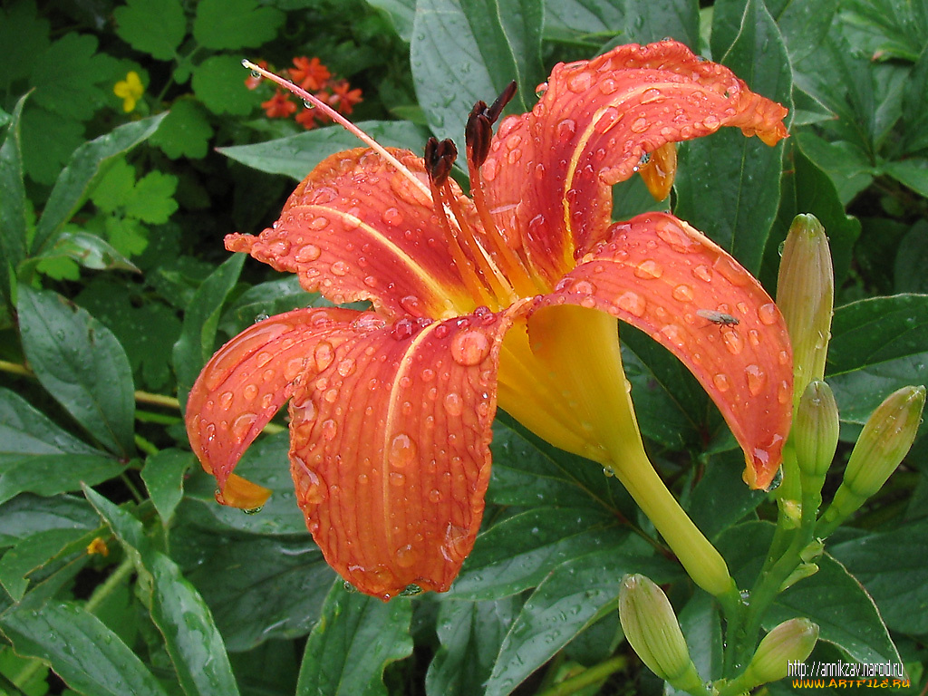 цветы, лилии, лилейники