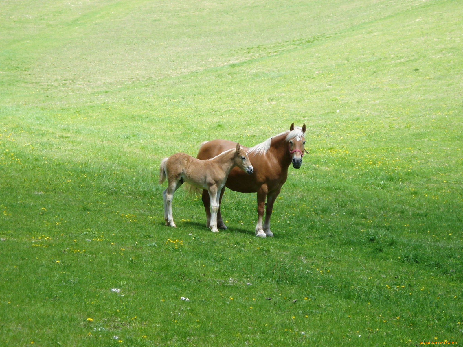 животные, лошади