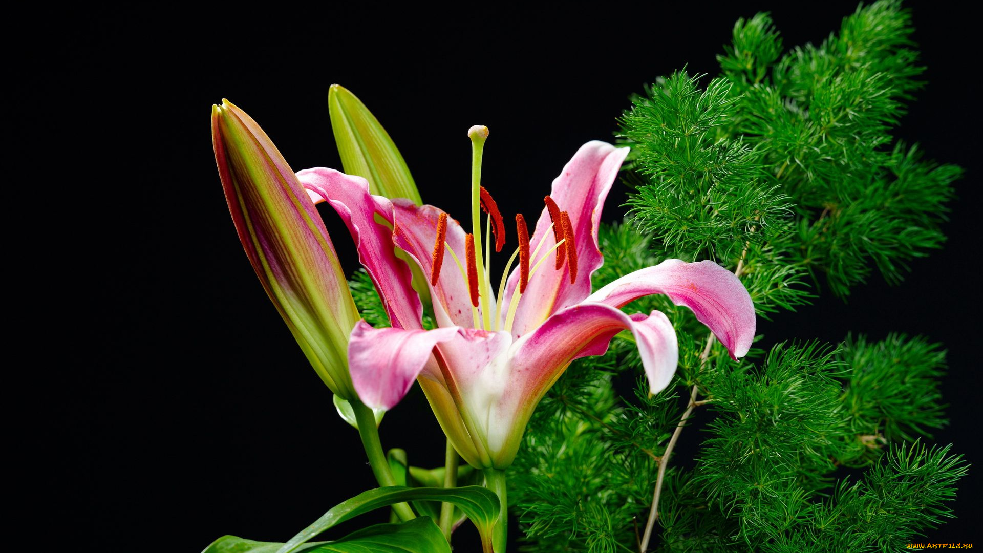 цветы, лилии, лилейники