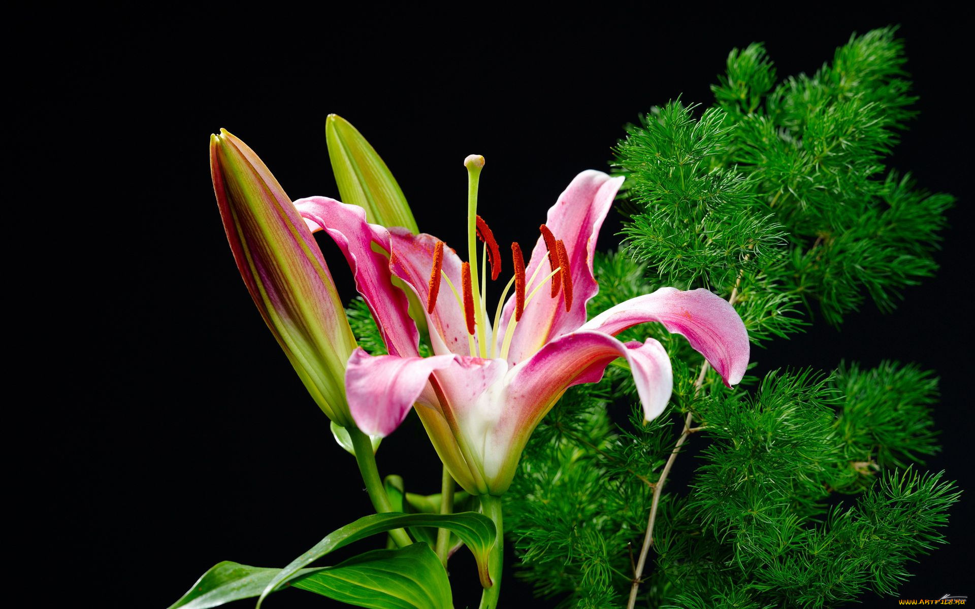 цветы, лилии, лилейники