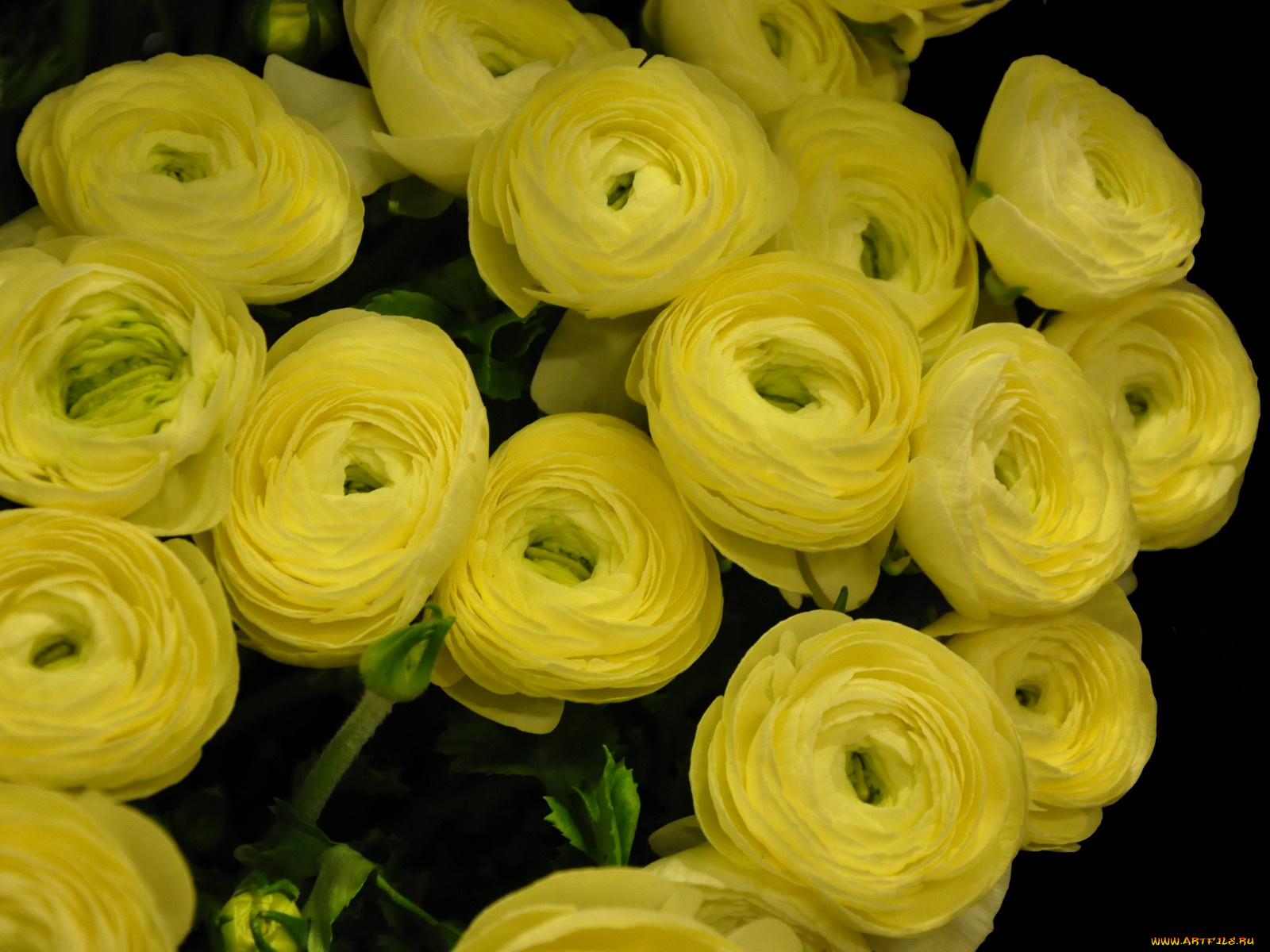 цветы, ранункулюс, азиатский, лютик