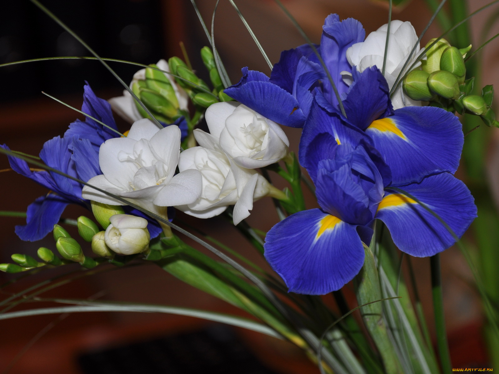 цветы, разные, вместе