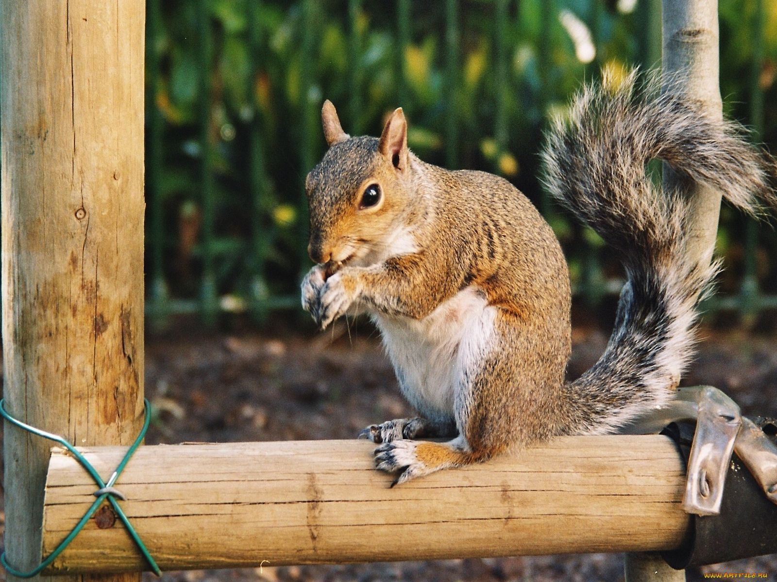 животные, белки
