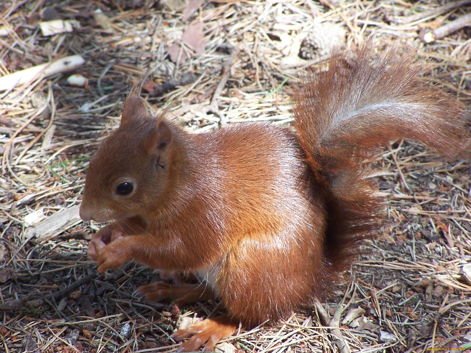 животные, белки