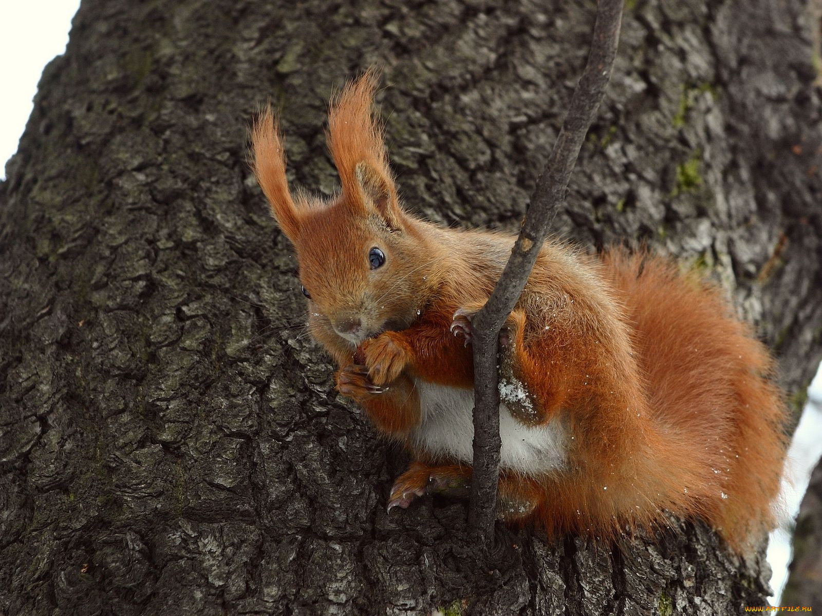 животные, белки