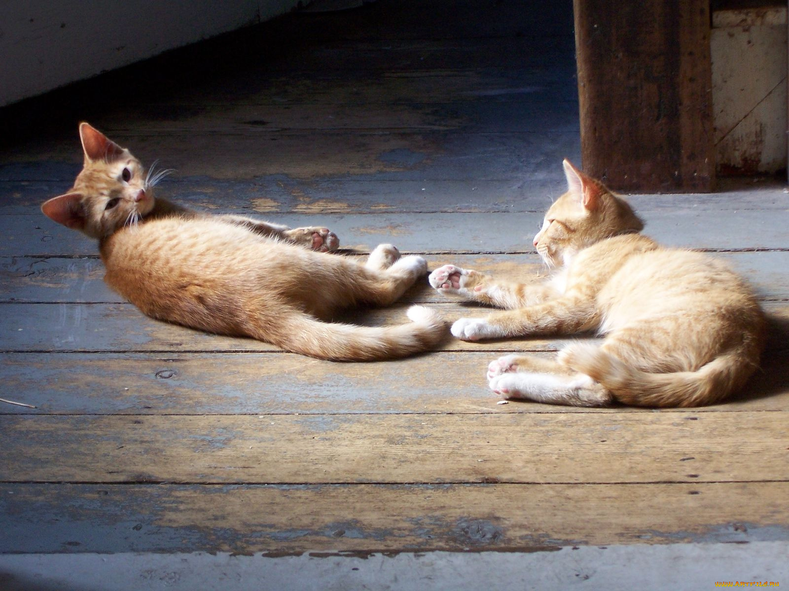 животные, коты