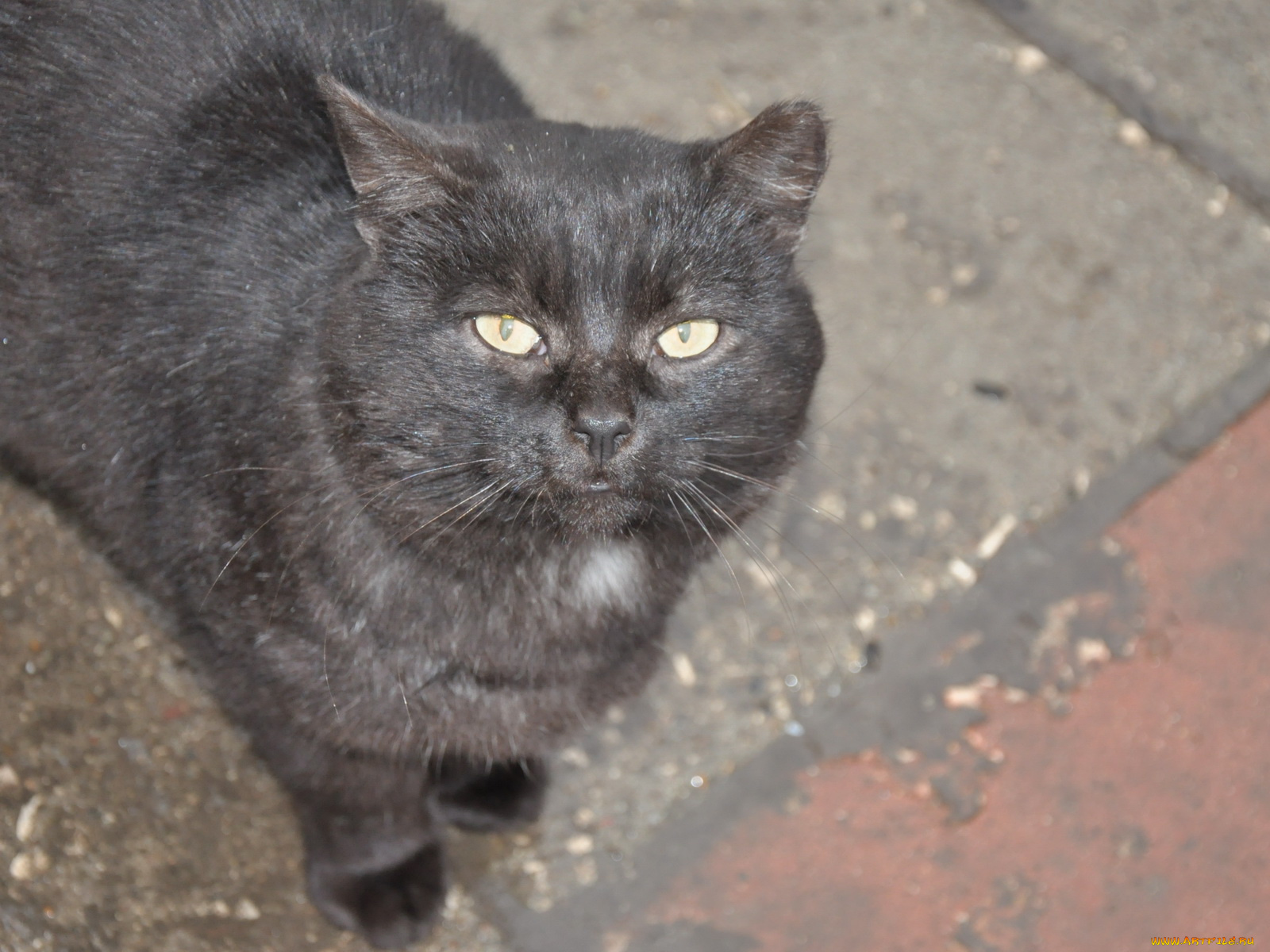 животные, коты