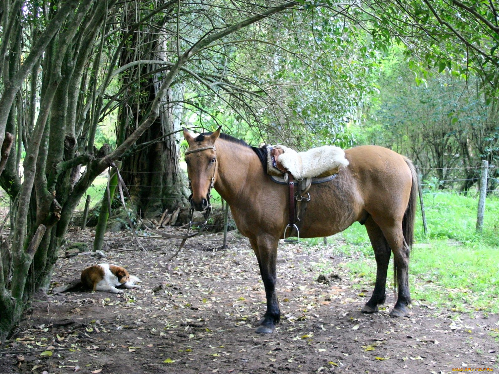 животные, разные, вместе