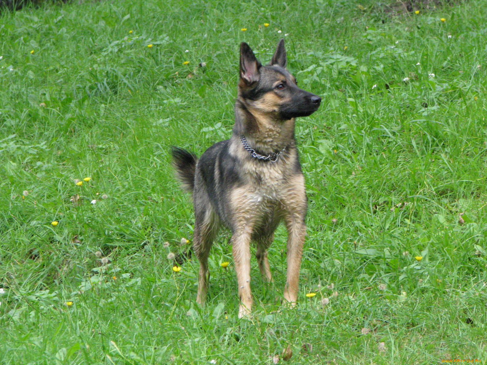 животные, собаки