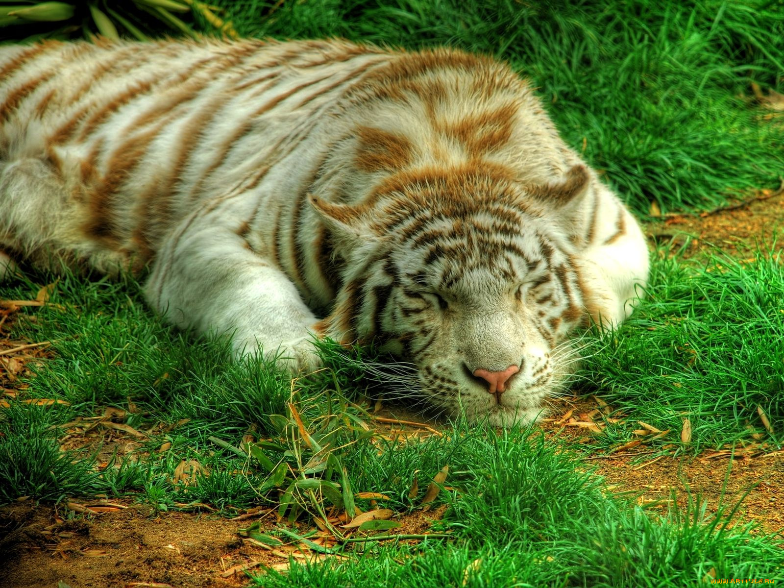 животные, тигры