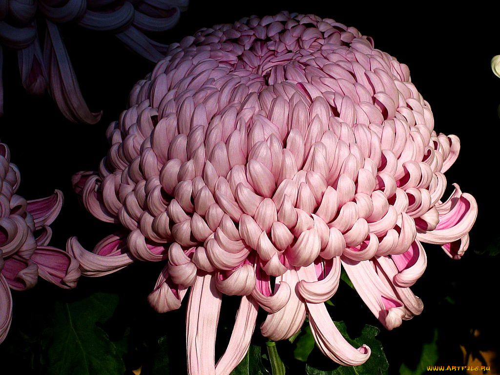 цветы, хризантемы