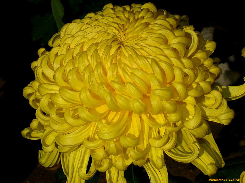 цветы, хризантемы