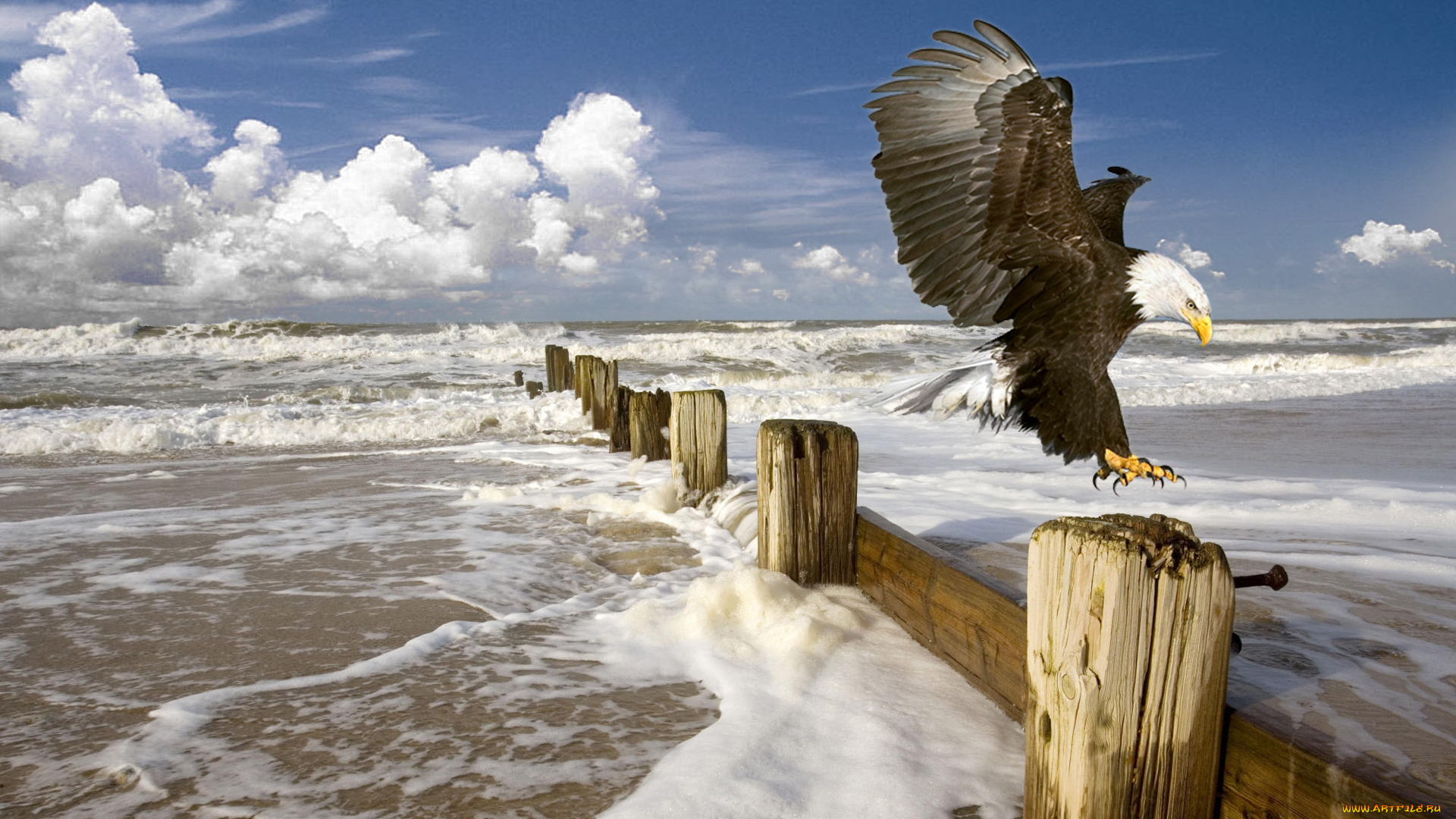 животные, птицы, хищники