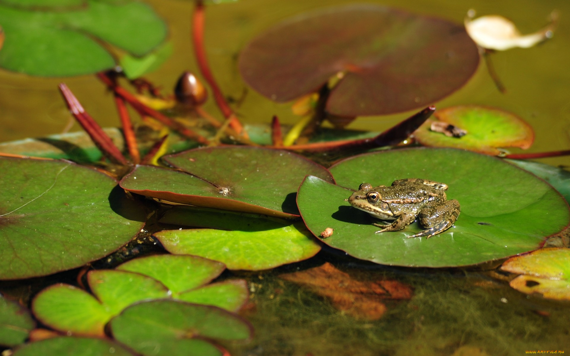 животные, лягушки