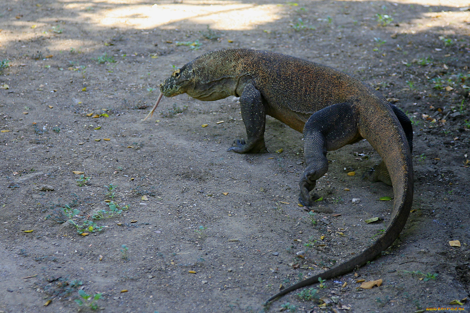 варан, комодский, животные, Ящерицы, игуаны, вараны, язык, хвост