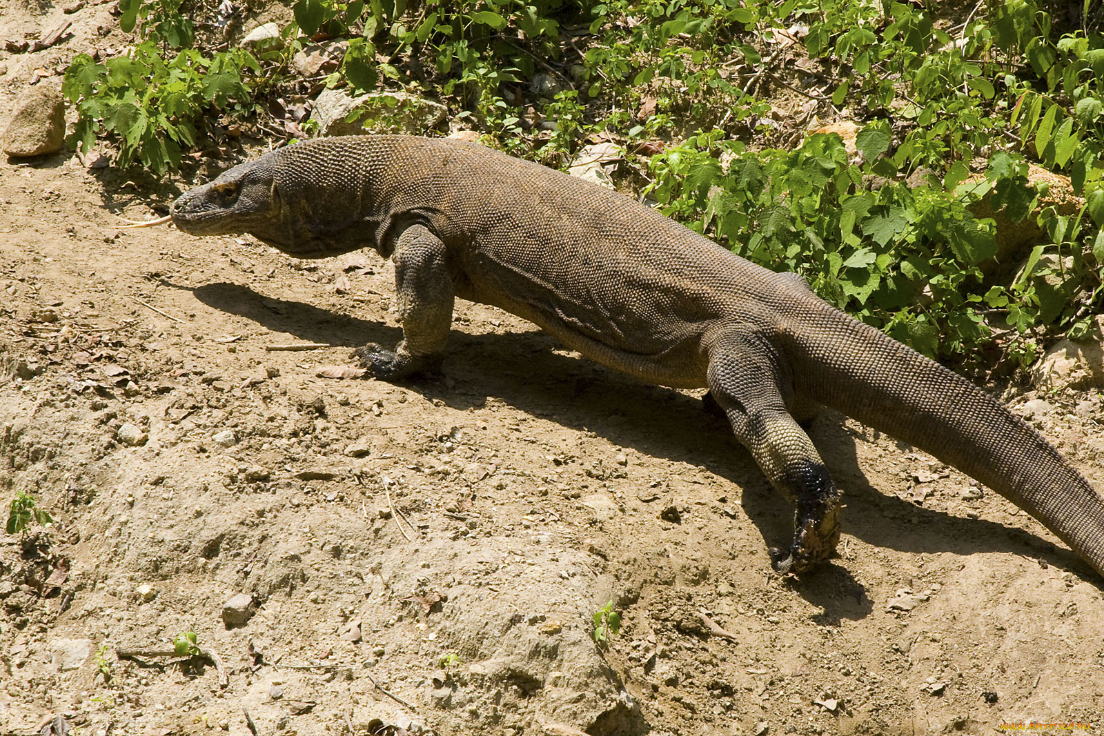 варан, комодский, животные, Ящерицы, игуаны, вараны, вид, сбоку
