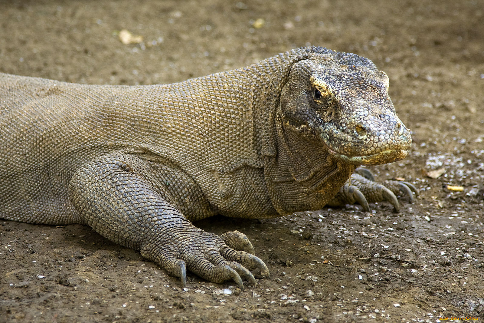 варан, комодский, животные, Ящерицы, игуаны, вараны, крупным, планом