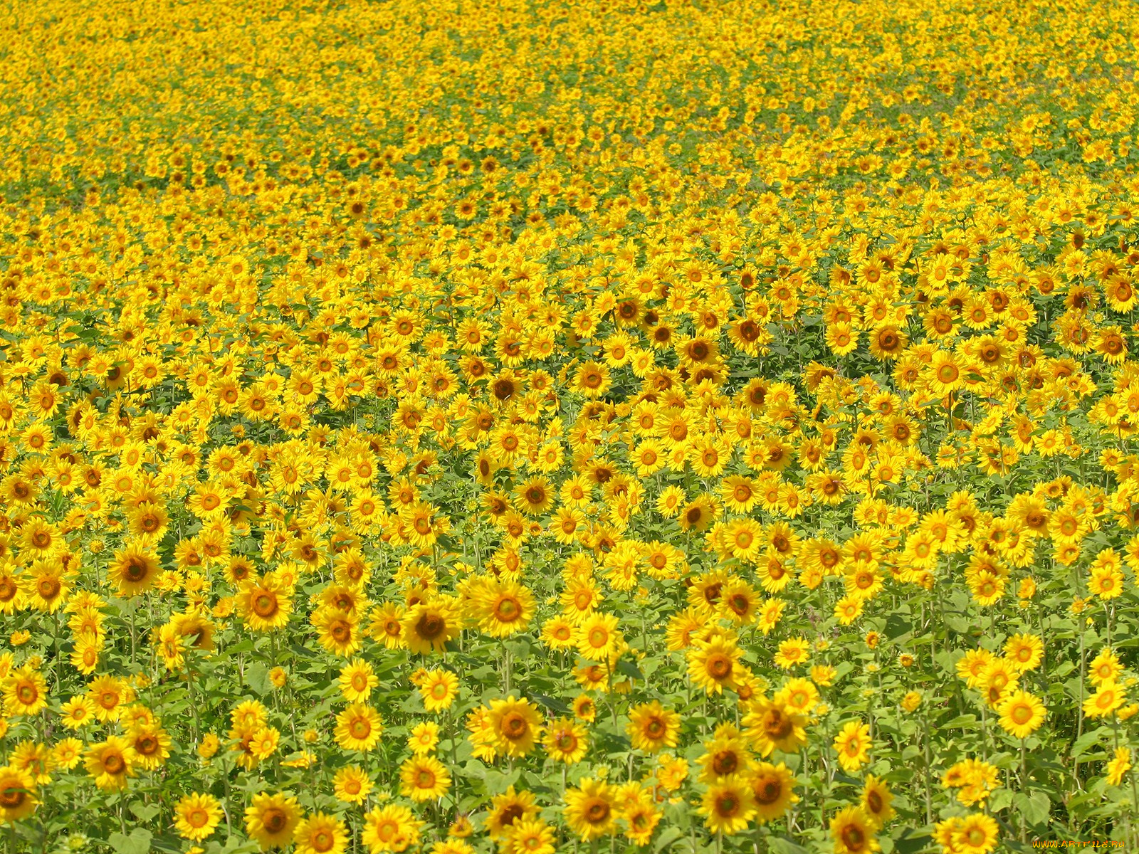цветы, подсолнухи, много, желтый
