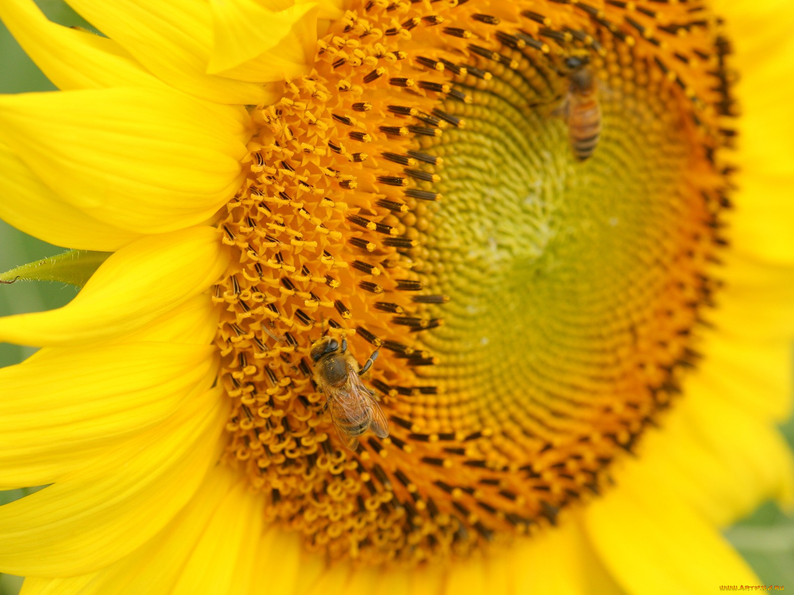 цветы, подсолнухи, желтый