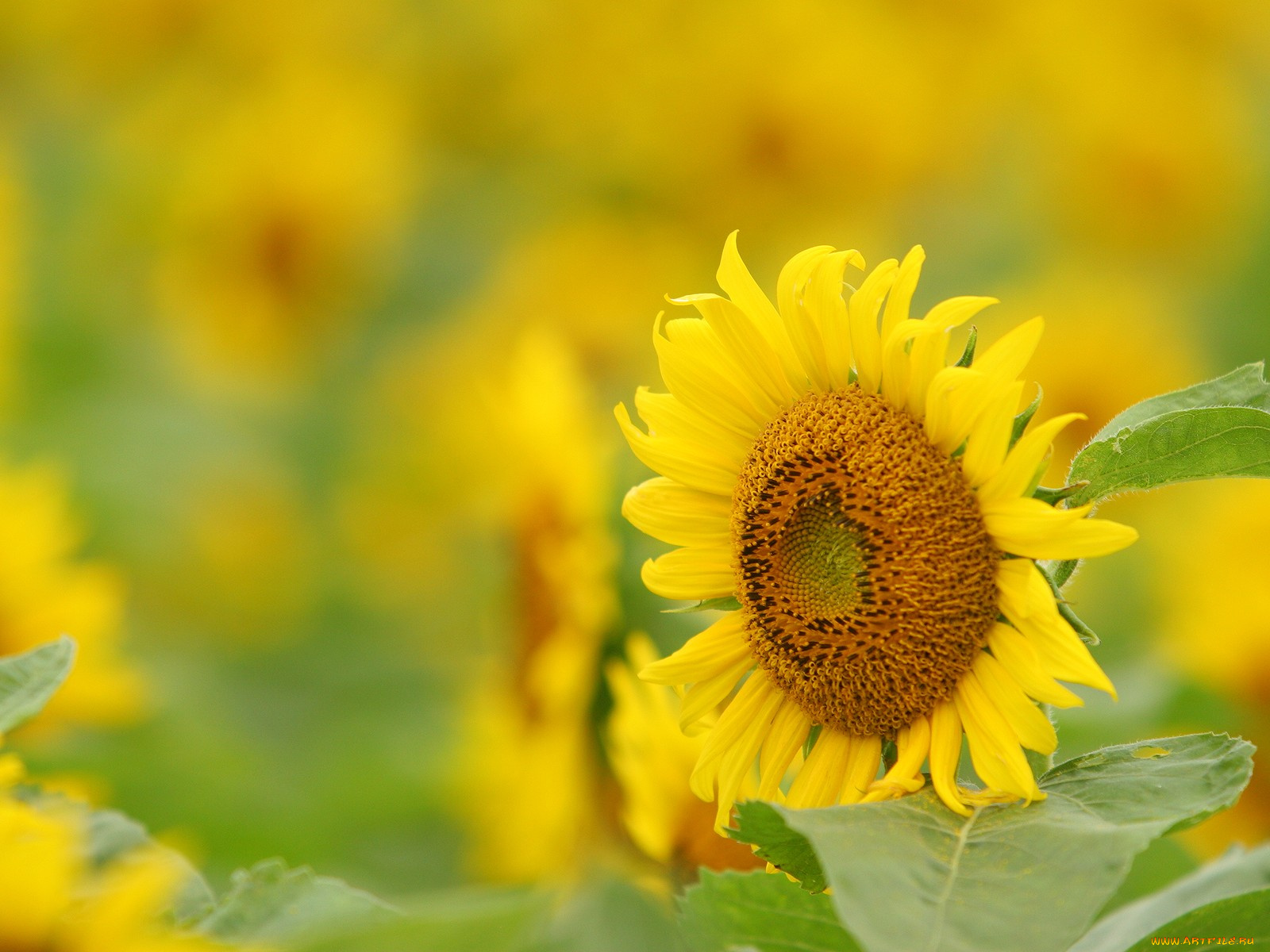 цветы, подсолнухи, желтый