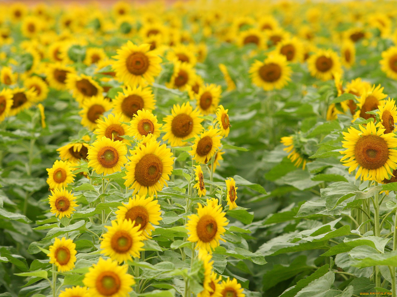цветы, подсолнухи, желтый, листья