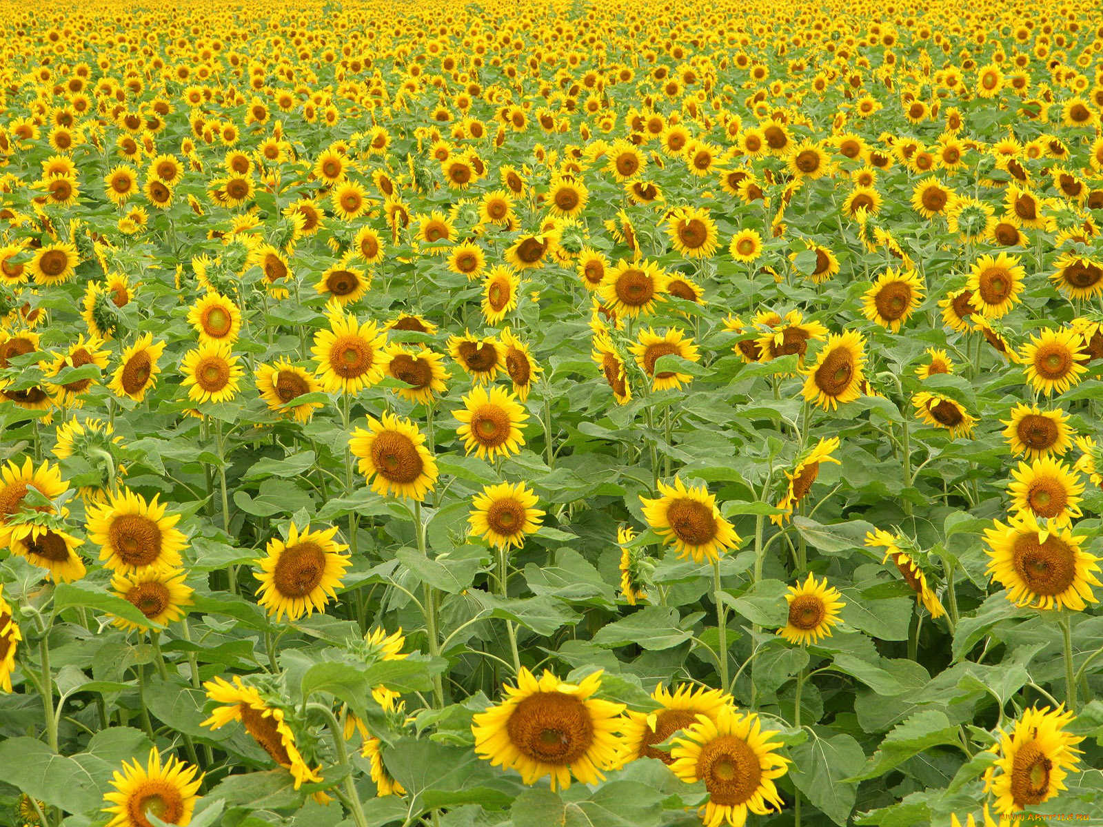 цветы, подсолнухи, желтый, много