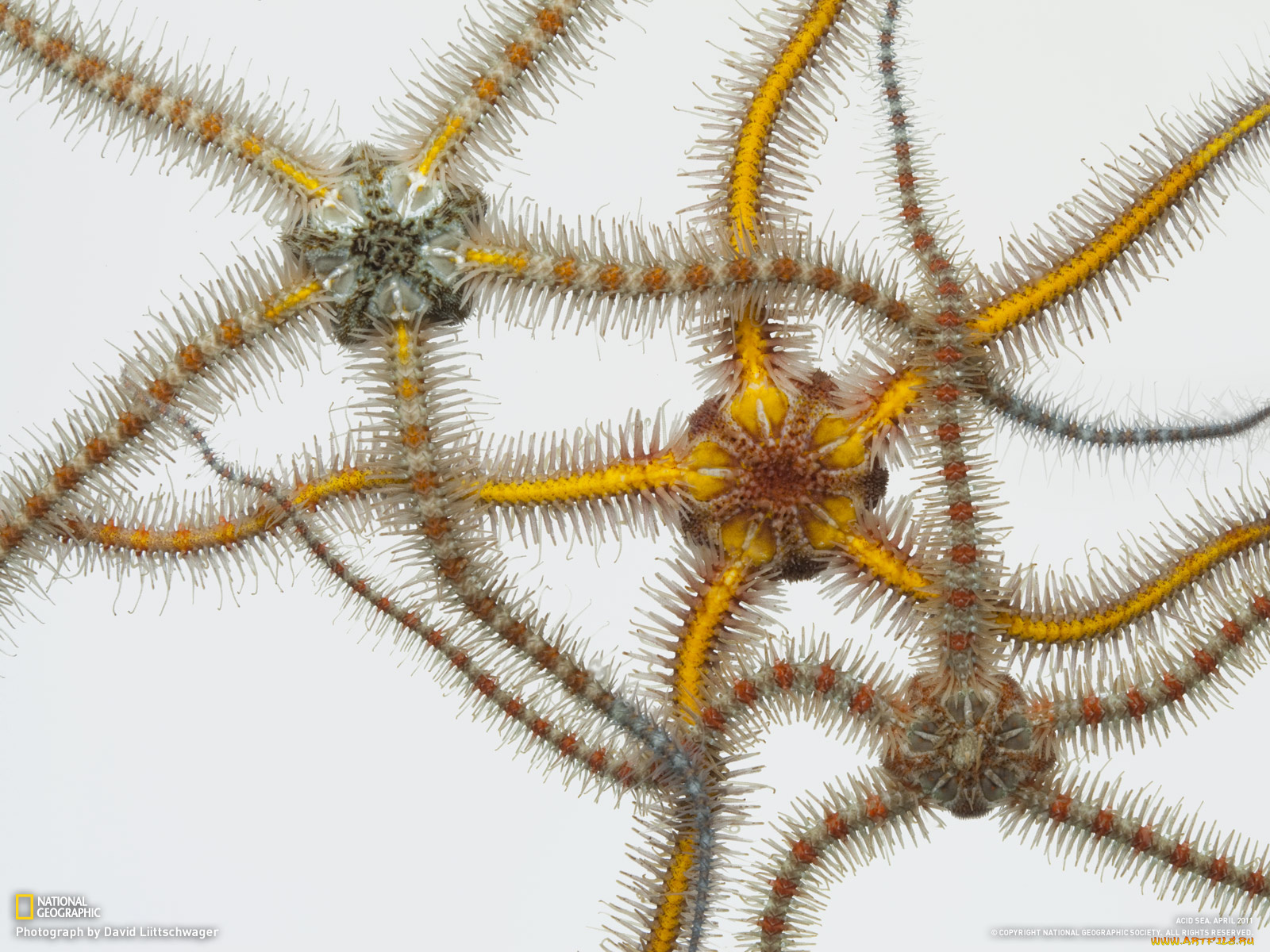 животные, морские, звёзды, морской, обитатель