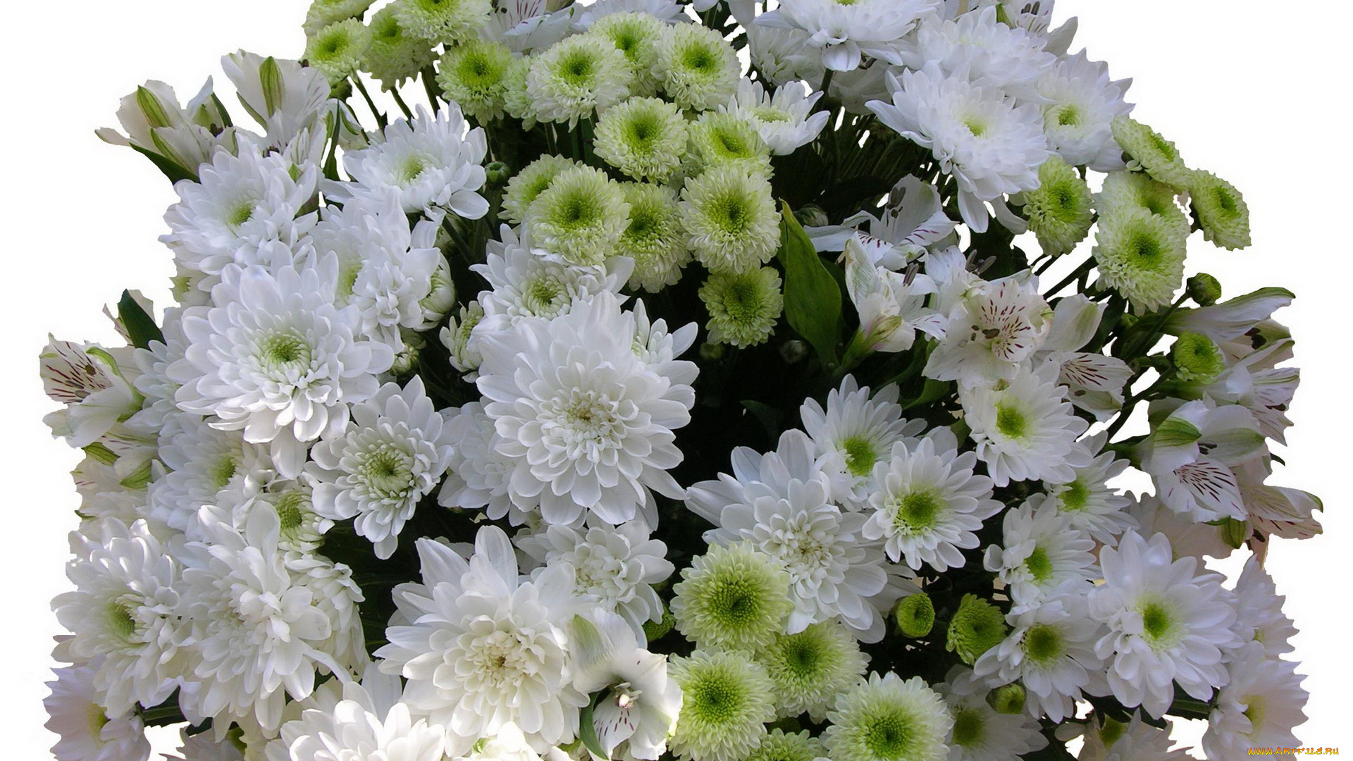 цветы, хризантемы, белые