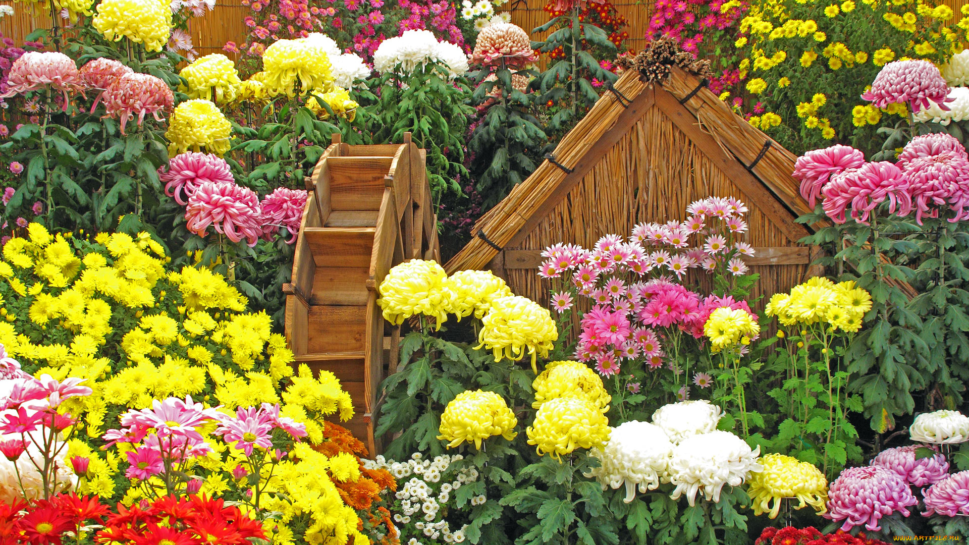 цветы, хризантемы, листья, лепестки