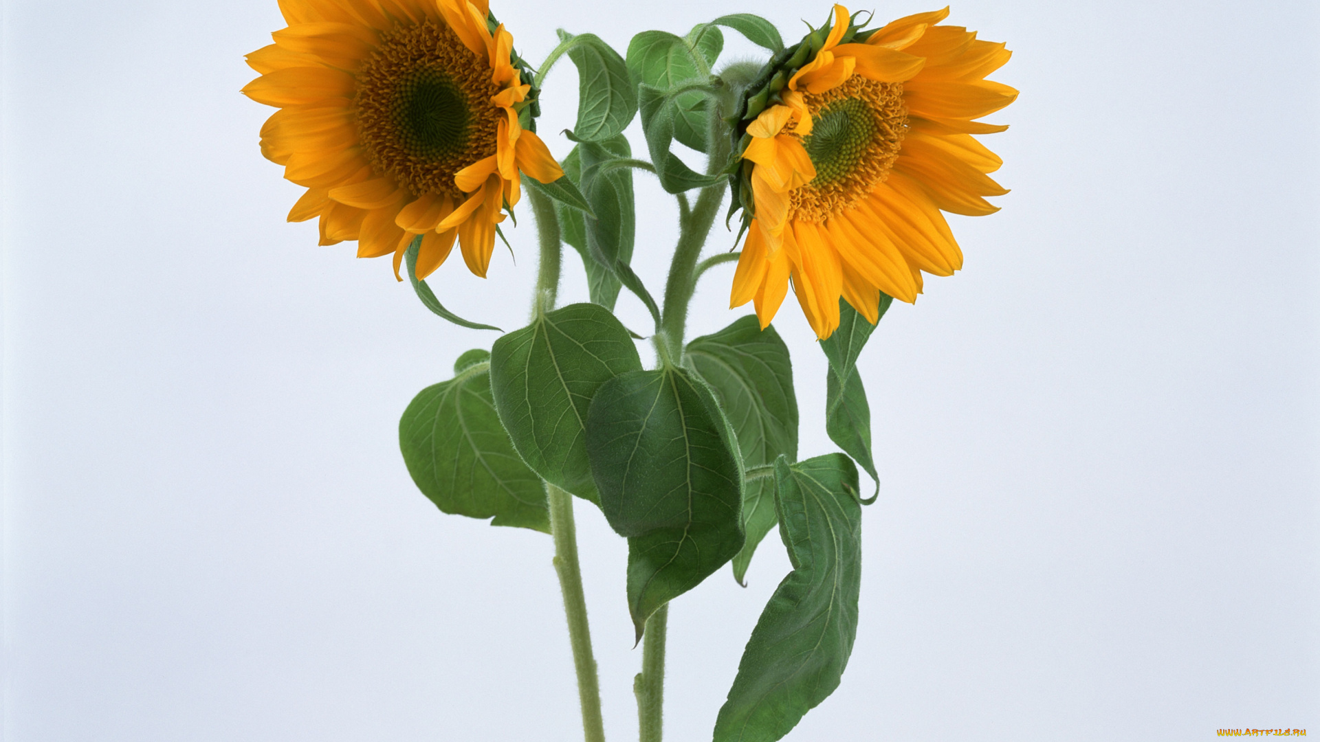 цветы, подсолнухи, листья