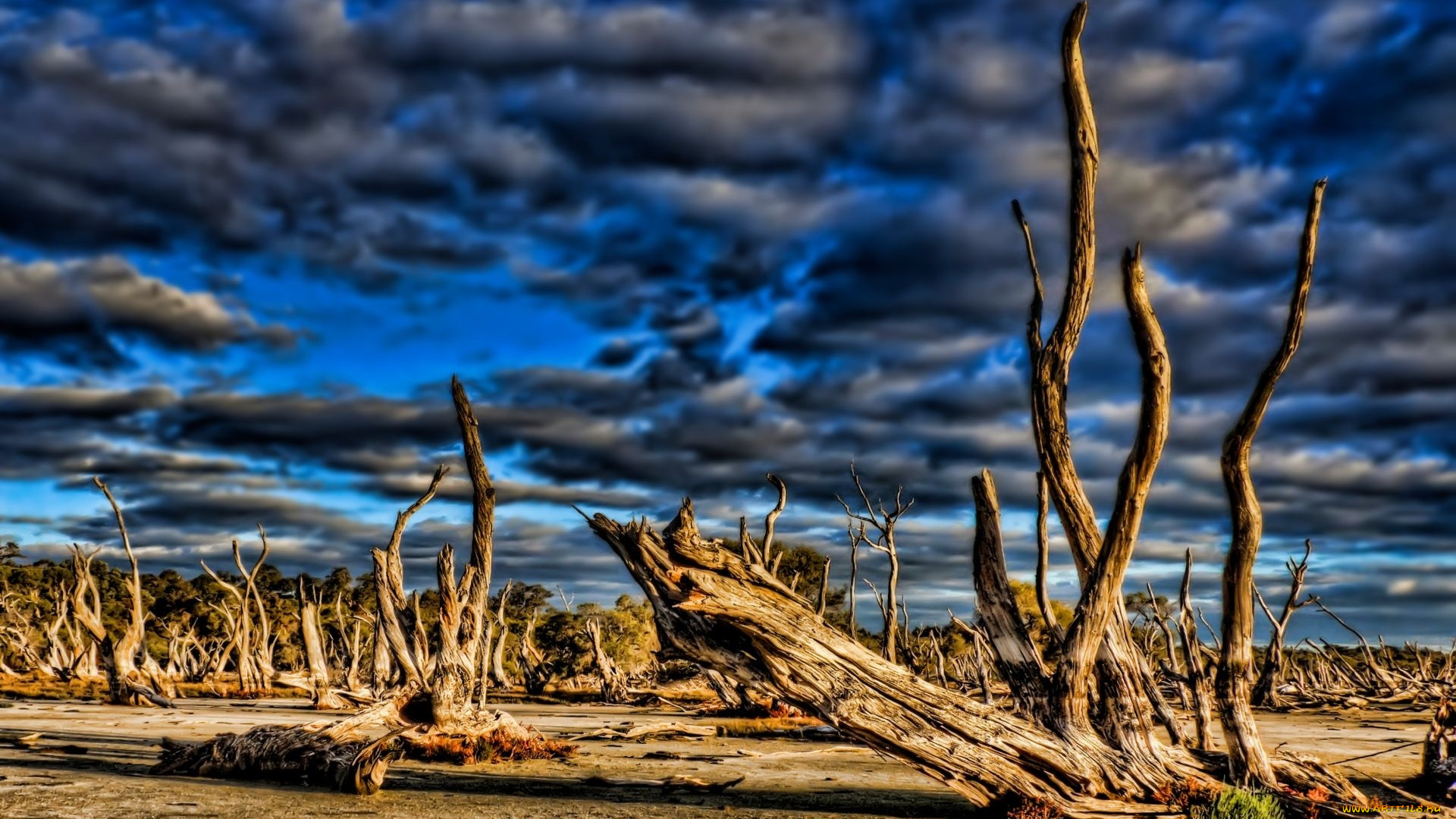 природа, другое, коряги, облака, синева, неба