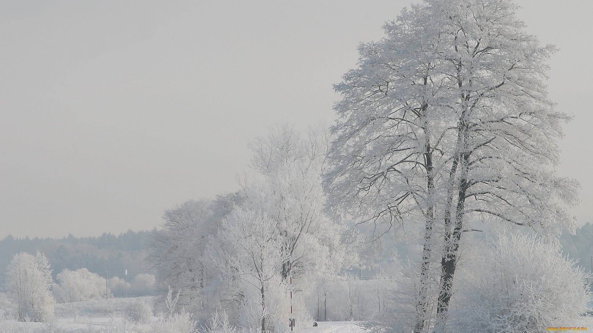 природа, зима, снег, дымка, белизна, иней