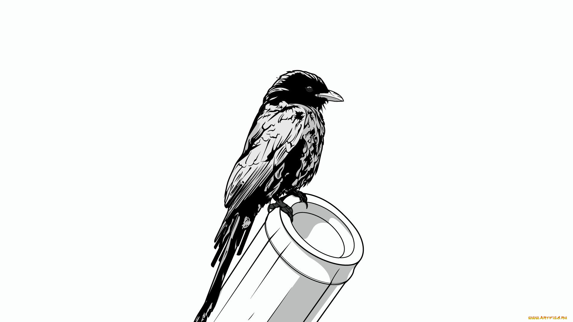 рисованные, минимализм, птичка