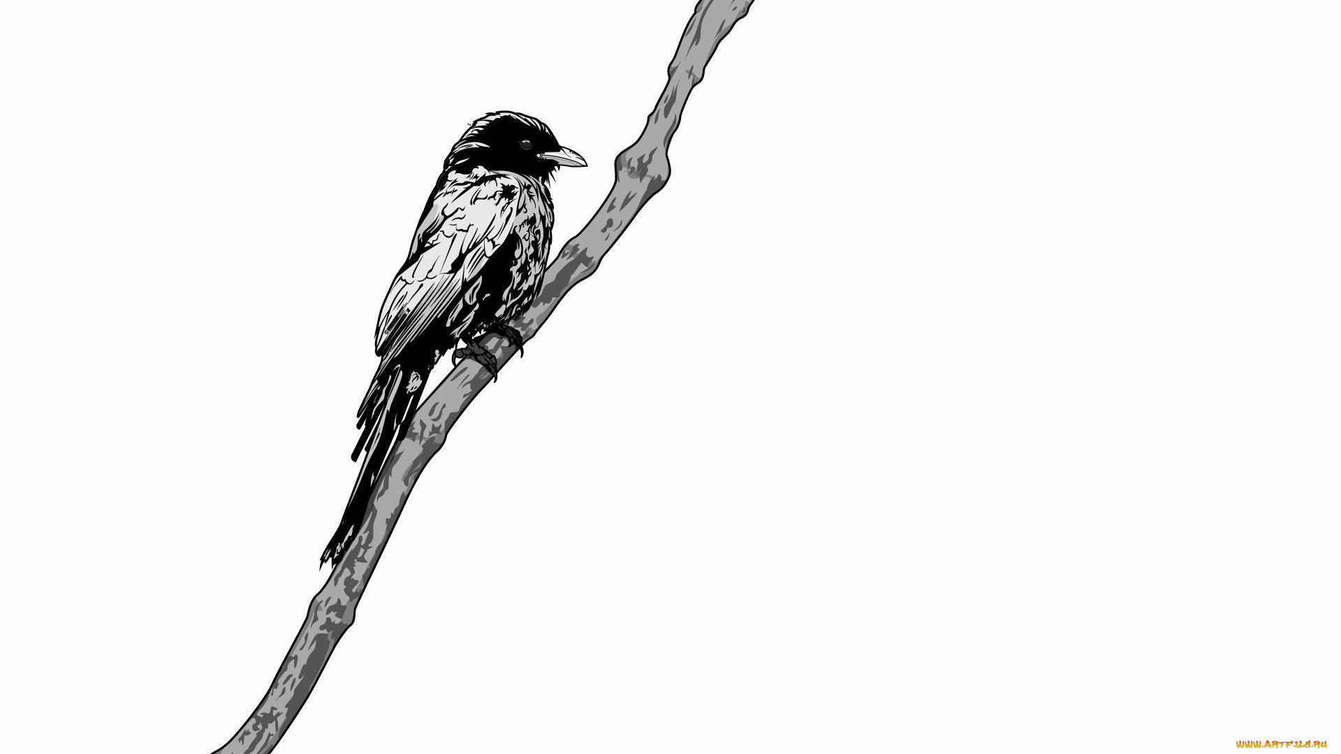 рисованные, животные, ветка, птичка