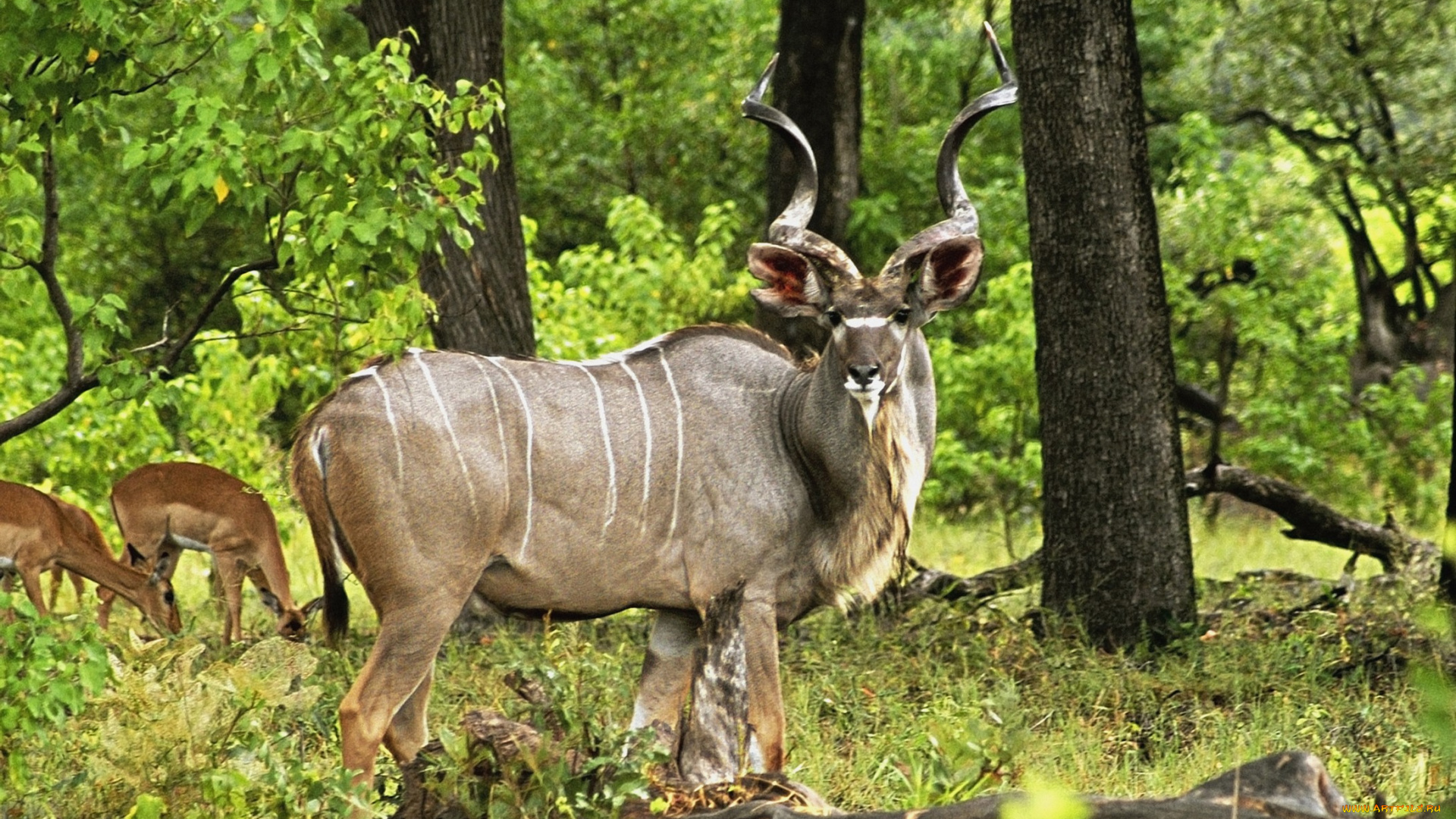 животные, антилопы, лето, трава