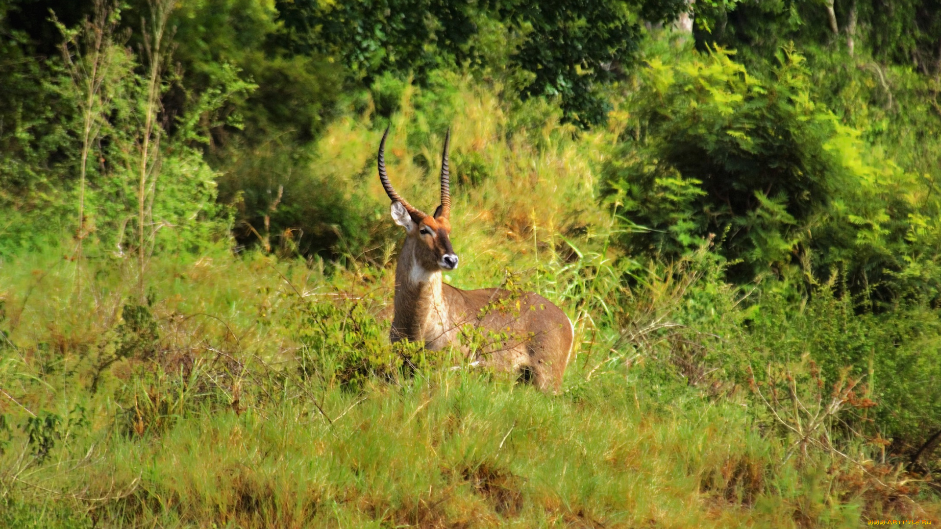 животные, антилопы, трава, кусты, лето
