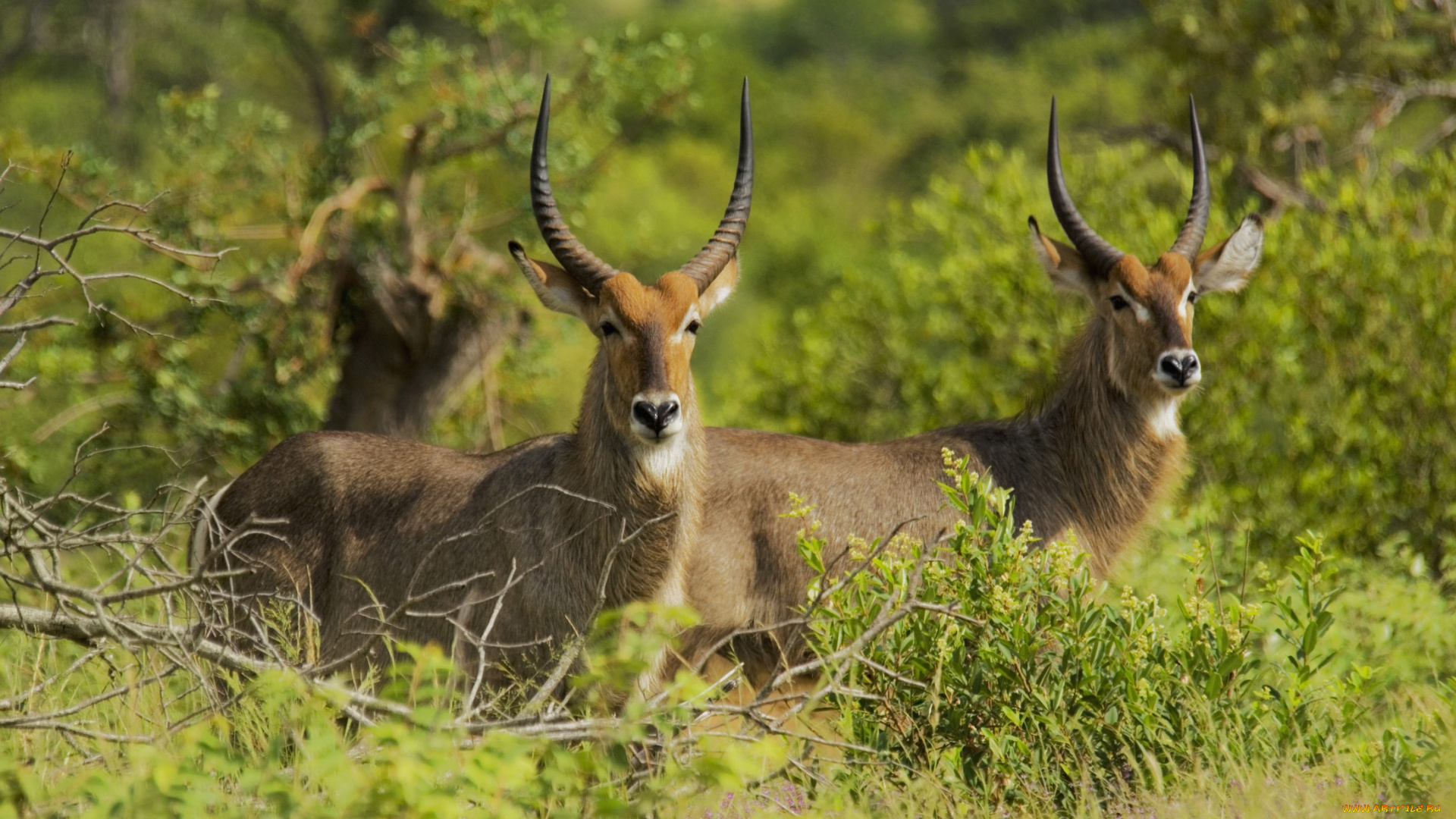 животные, антилопы, трава, кусты, лето